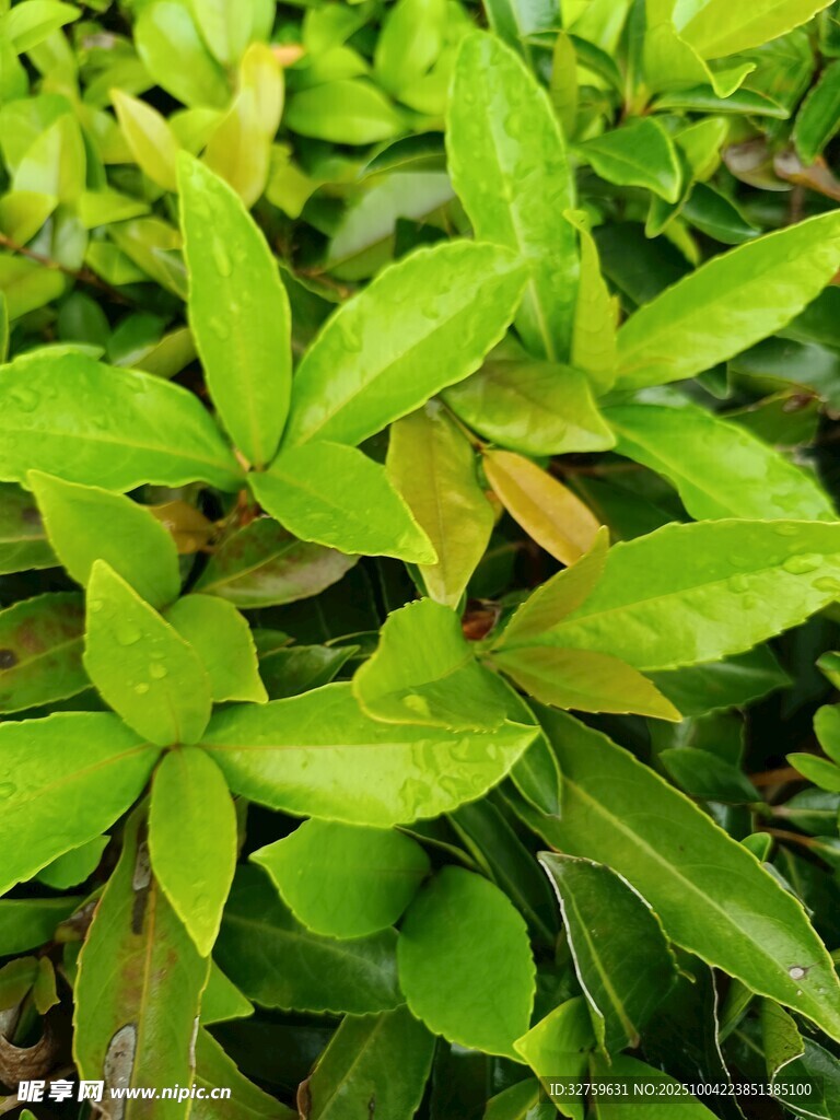 翠绿鲜嫩的植物叶片