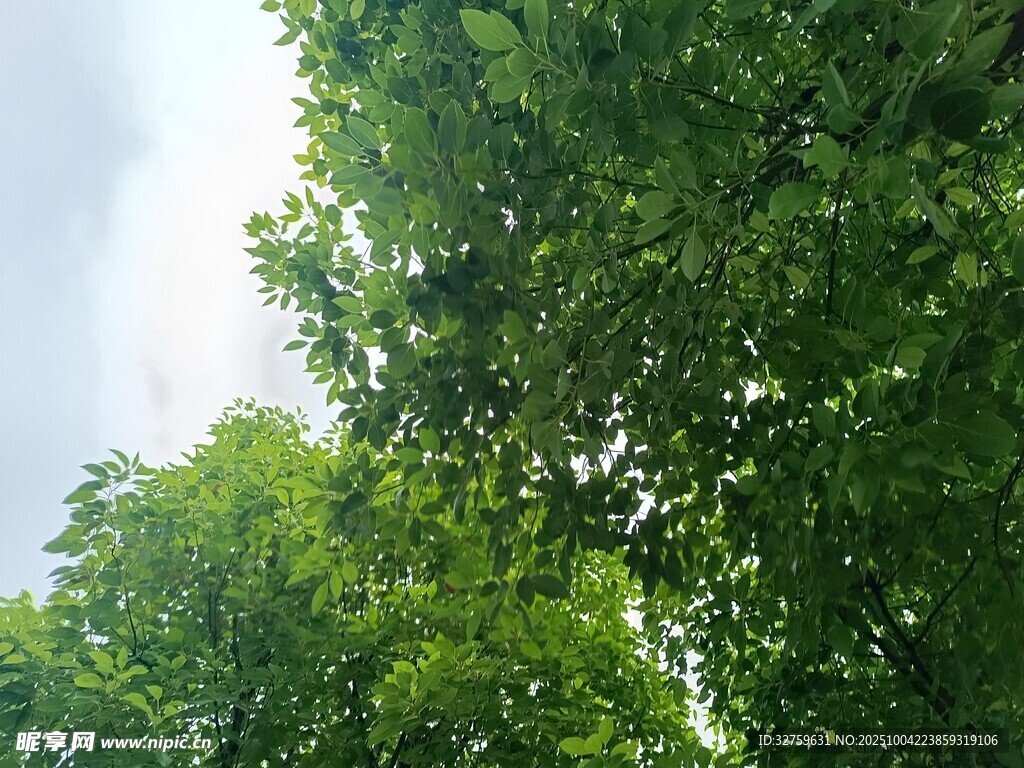 仰视葱郁树冠