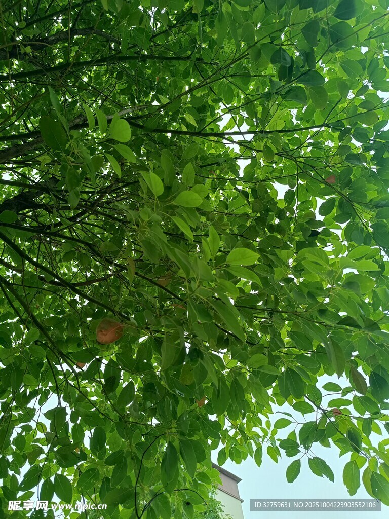 仰视翠绿繁茂的树叶