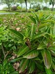 绿叶植物特写