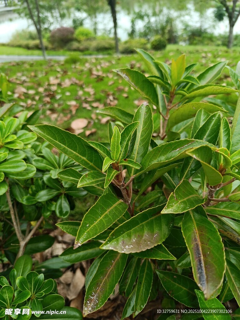 绿叶植物特写