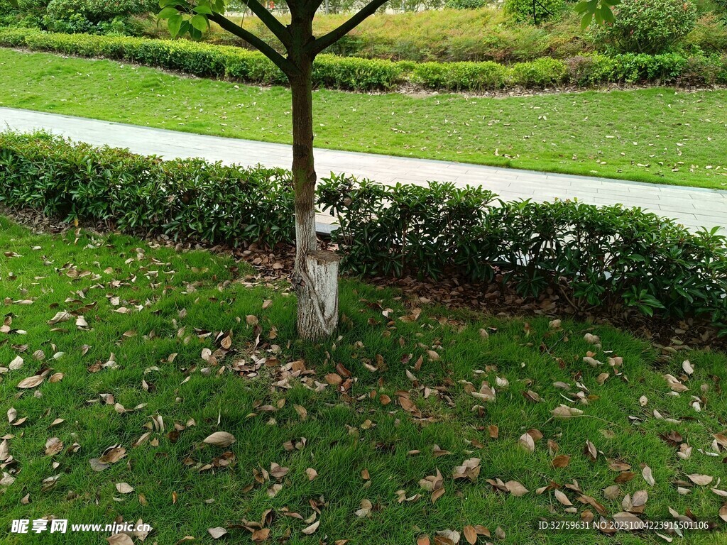 草地上的孤树