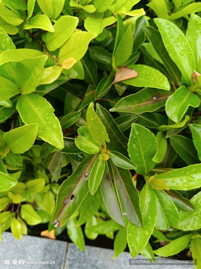 翠绿繁茂的植物叶片