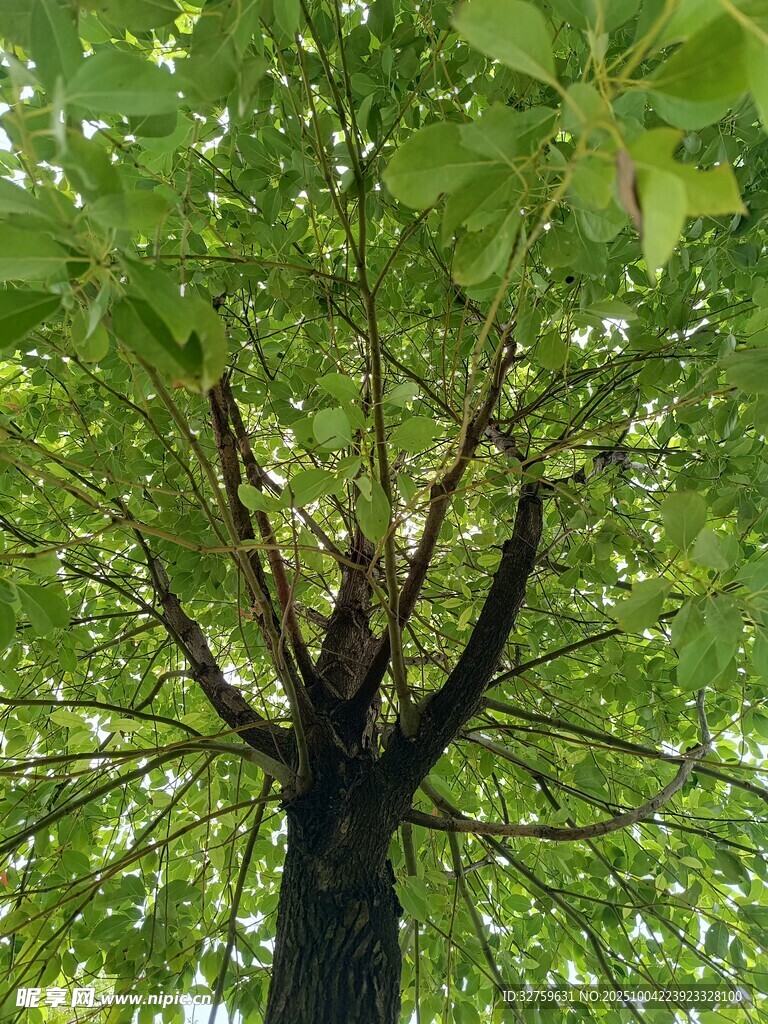 仰视繁茂大树树冠