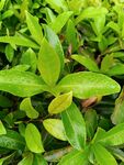 翠绿欲滴的鲜嫩植物叶片