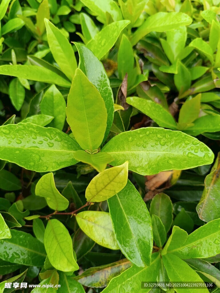 翠绿欲滴的鲜嫩植物叶片