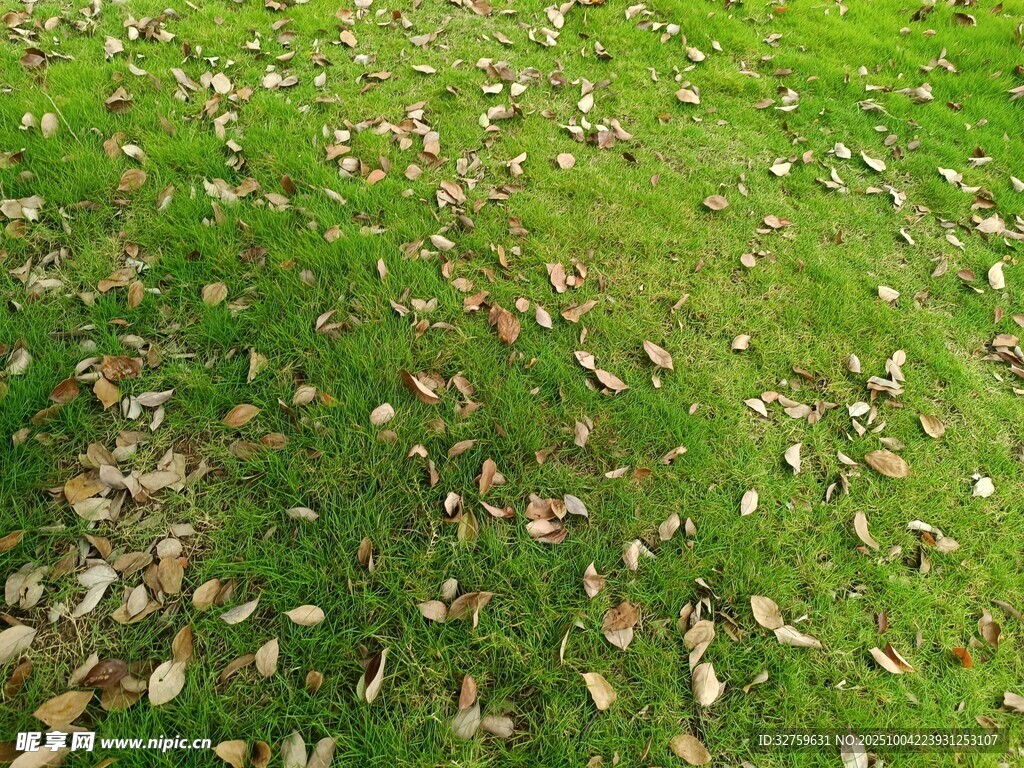 草地散落枯黄落叶景象