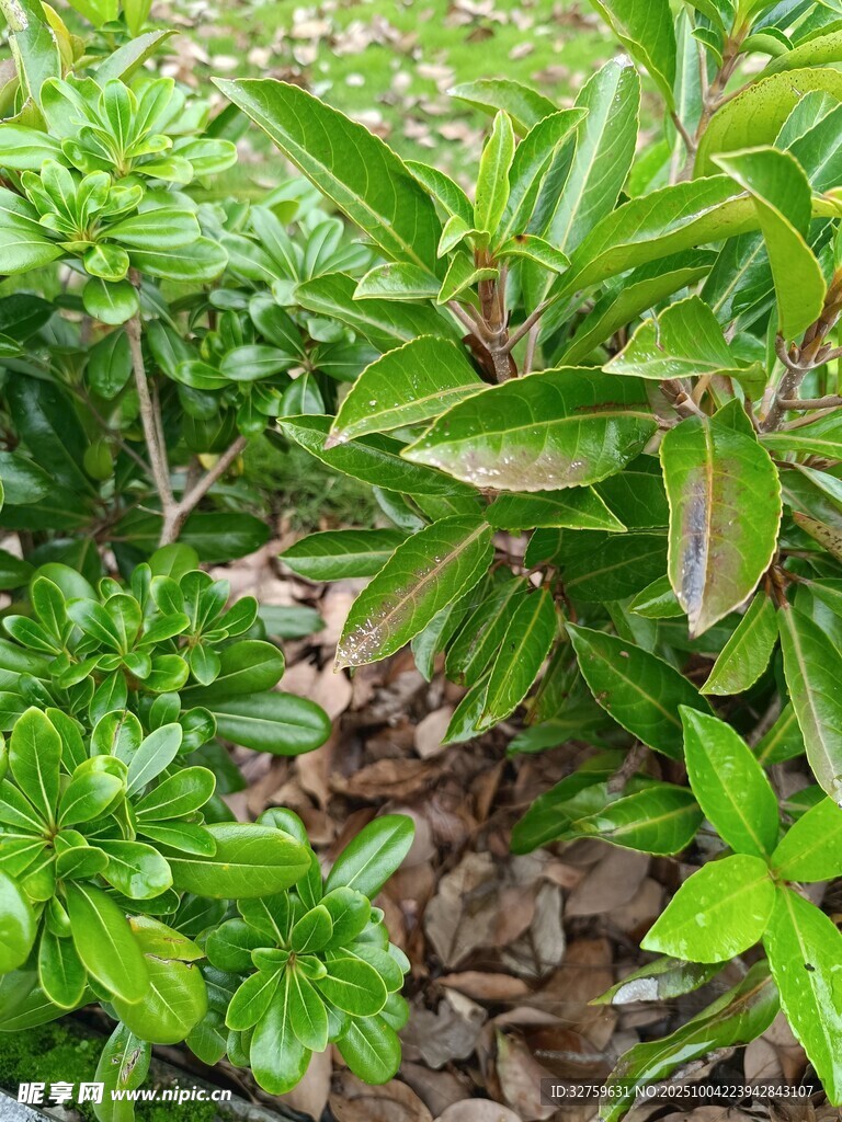 绿叶繁茂的多彩植物景观