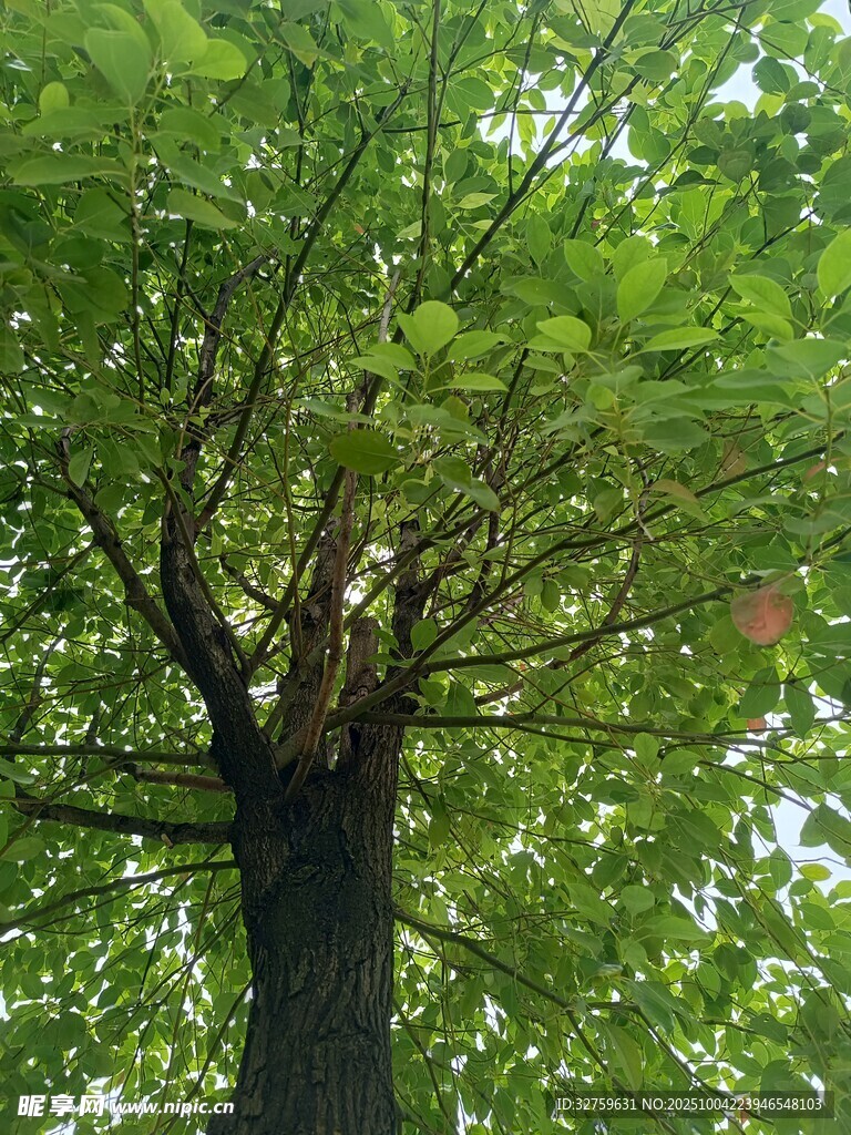 繁茂大树 