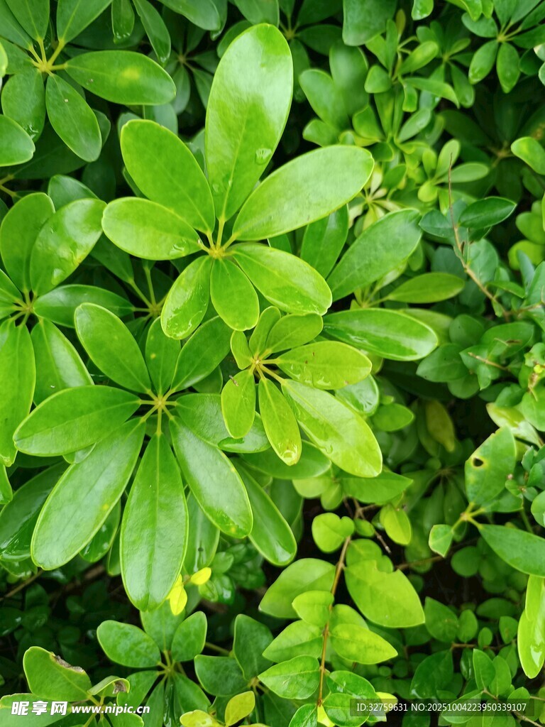 翠绿叶片的生机植物