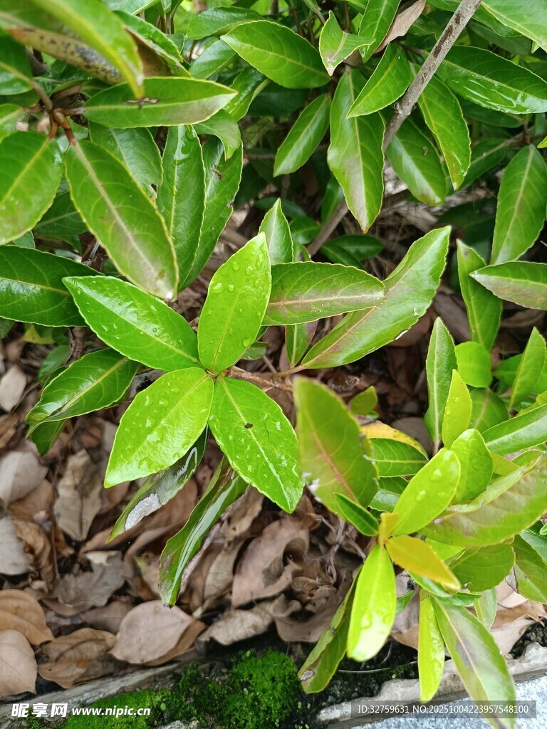 翠绿叶片下的石子景观