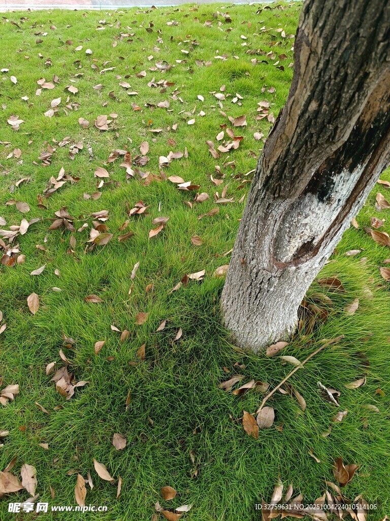 树干底部的草地与落叶
