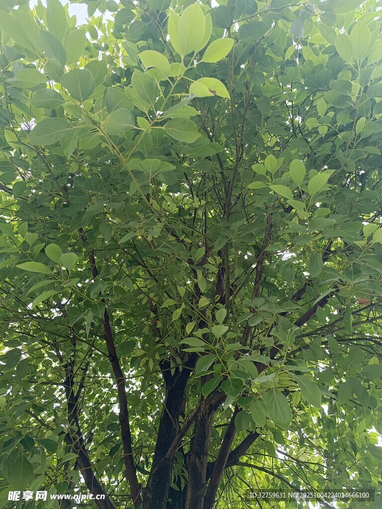 繁茂绿树展现盎然生机