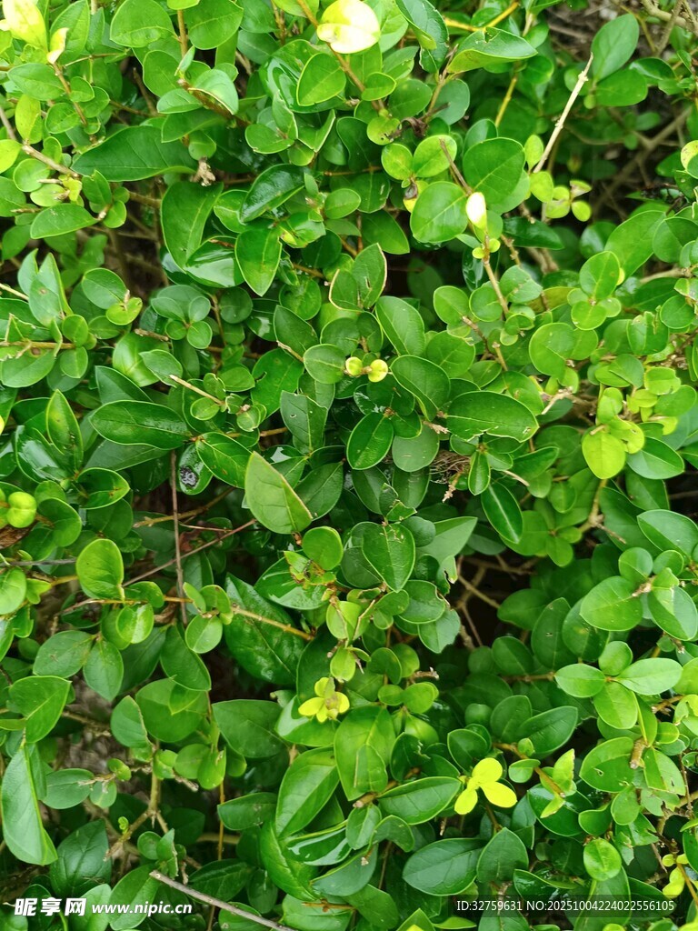 翠绿繁茂的丛生植物