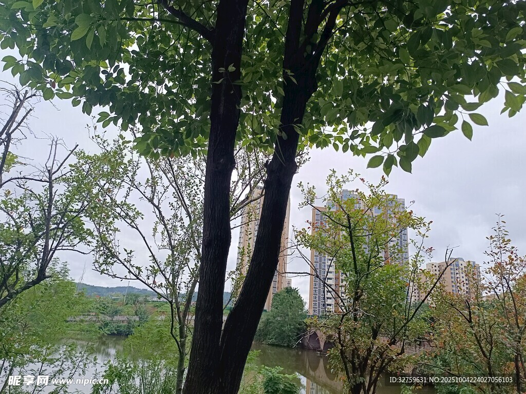湖畔绿树景致