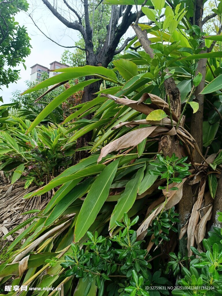 繁茂蕨类植物的自然景致