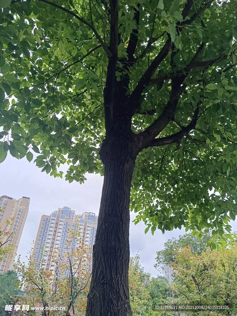 城市中挺拔的绿树