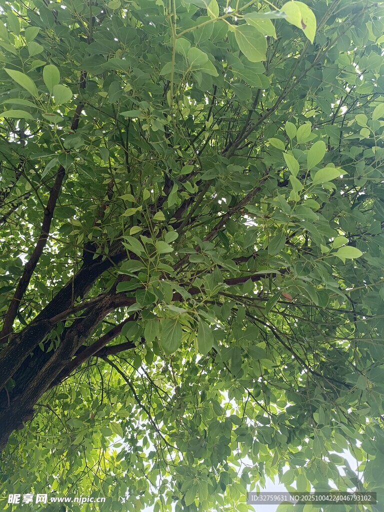 繁茂绿树