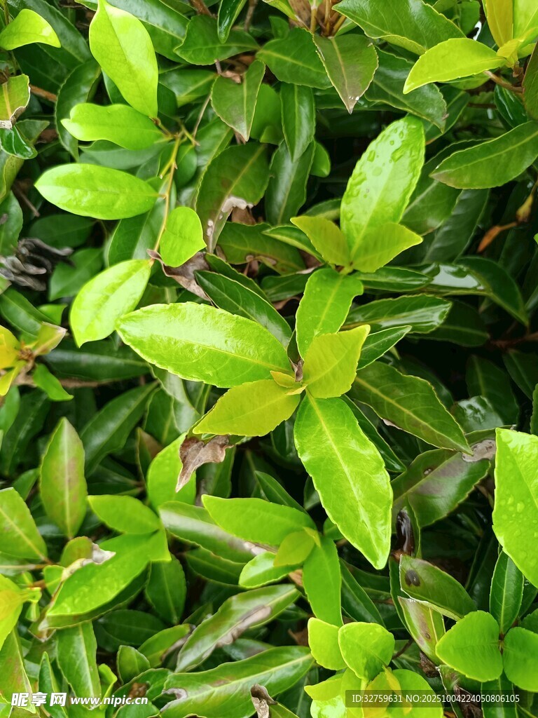 翠绿叶片的生机植物