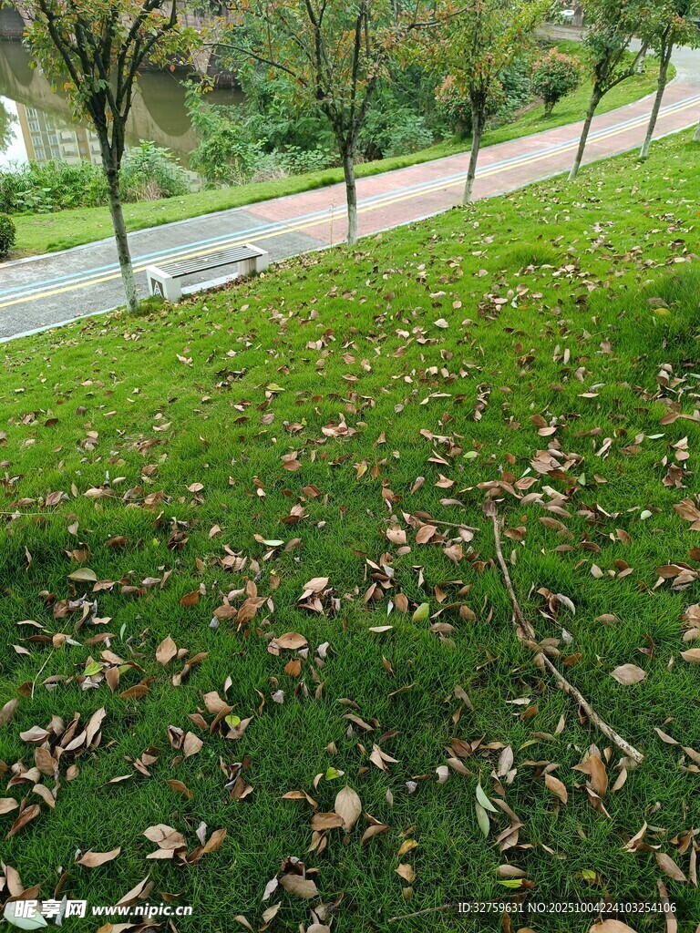 秋日草地落叶景观