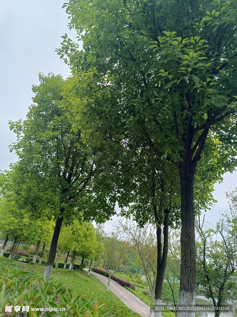林荫小道 