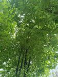 夏日葱郁竹林景观
