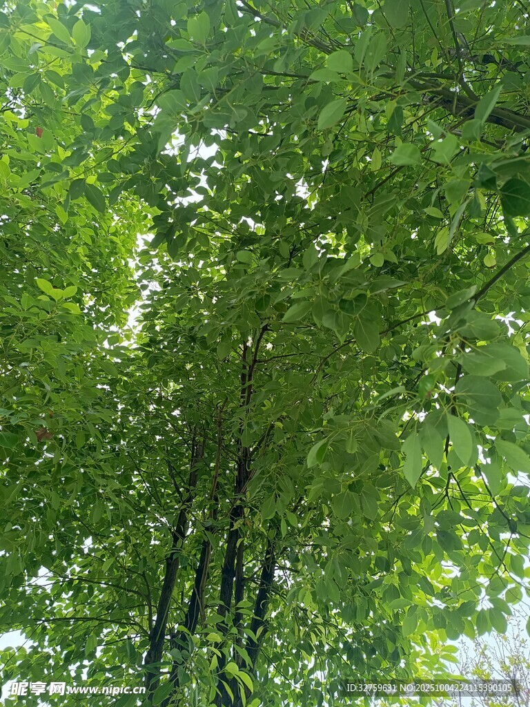 夏日葱郁竹林景观