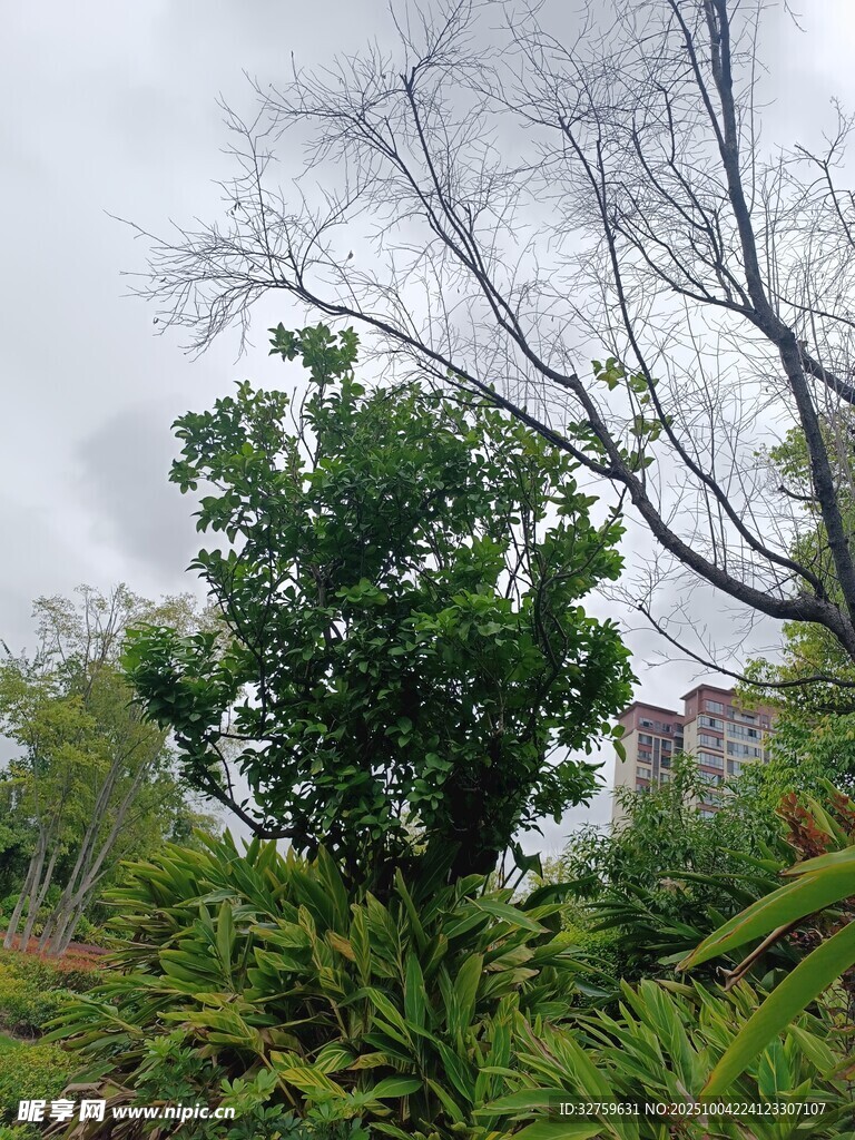 绿意盎然的户外树木景观
