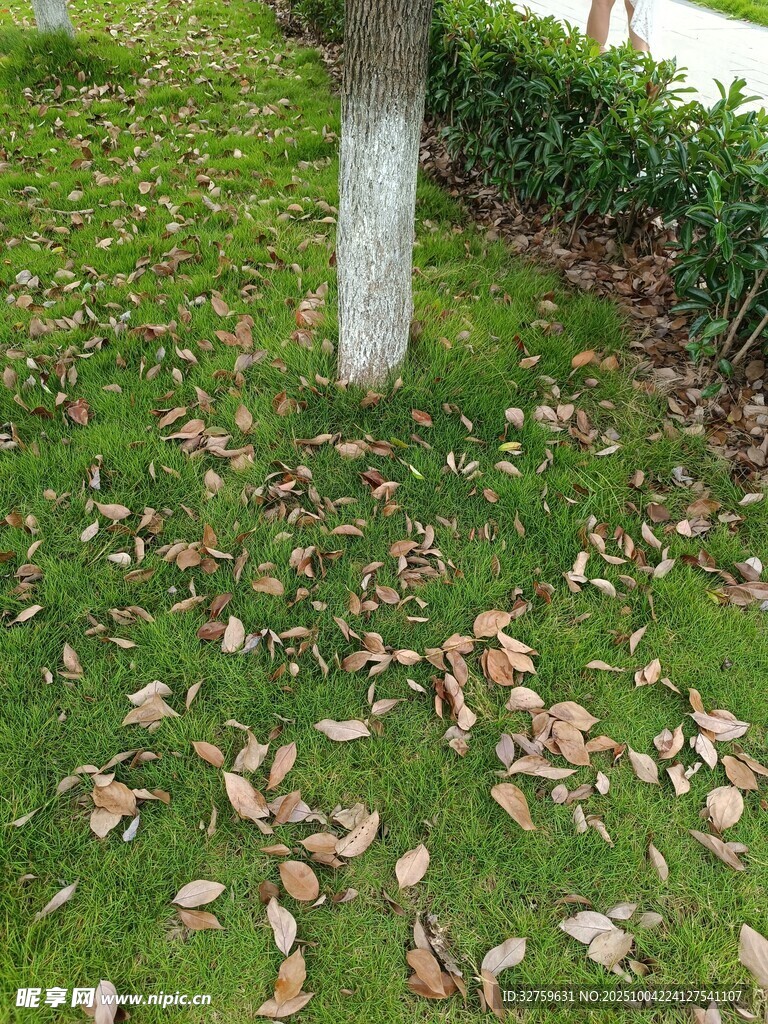 树下草地散落枯黄树叶