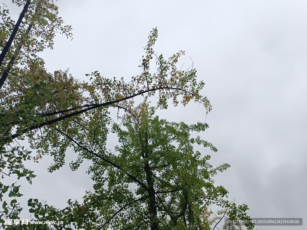 雨中树木