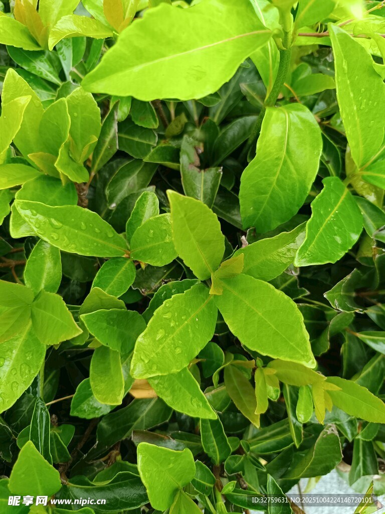 翠绿叶片的清新植物