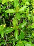 翠绿繁茂的绿植景观