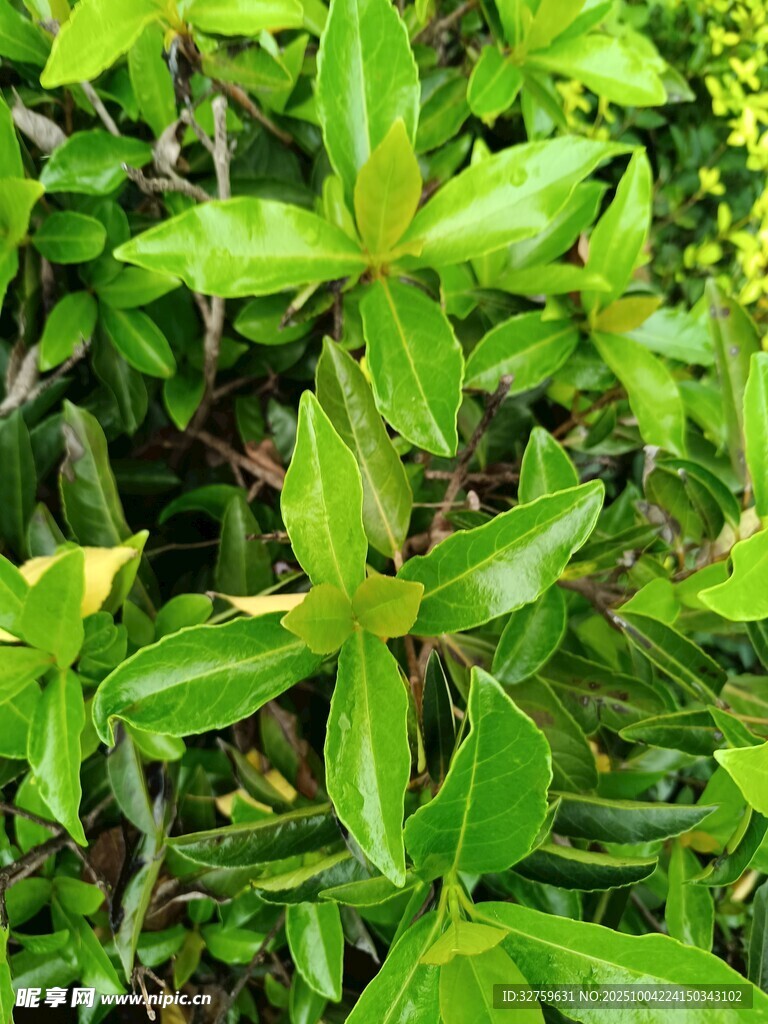 翠绿繁茂的绿植景观