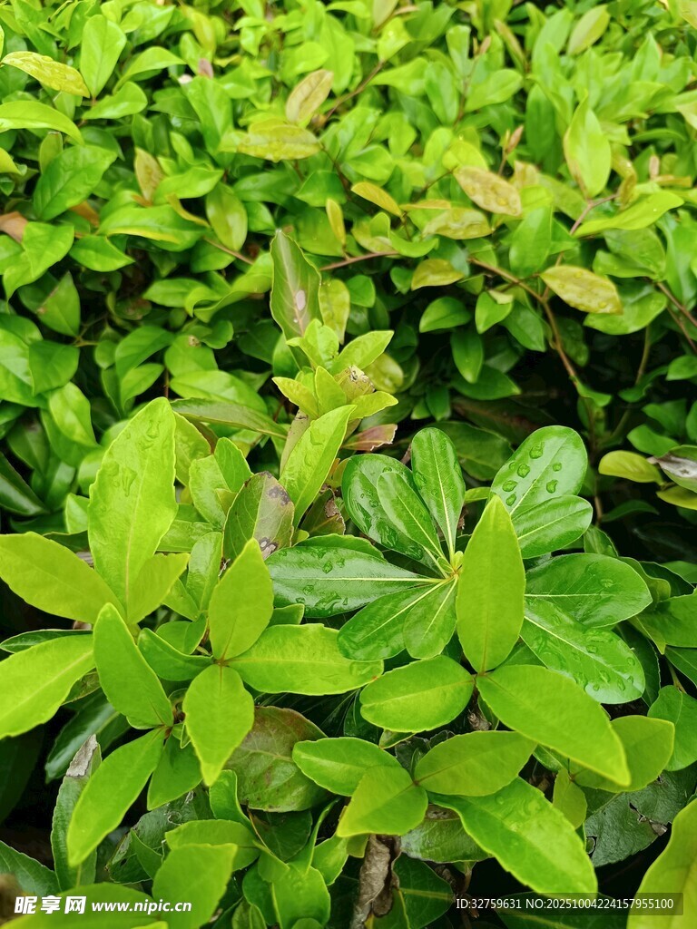 翠绿繁茂的叶片植物