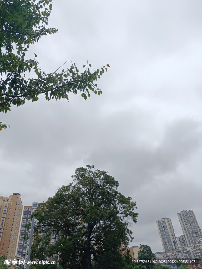 城市中茂盛大树与高楼