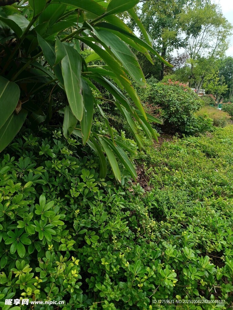 繁茂绿植景观