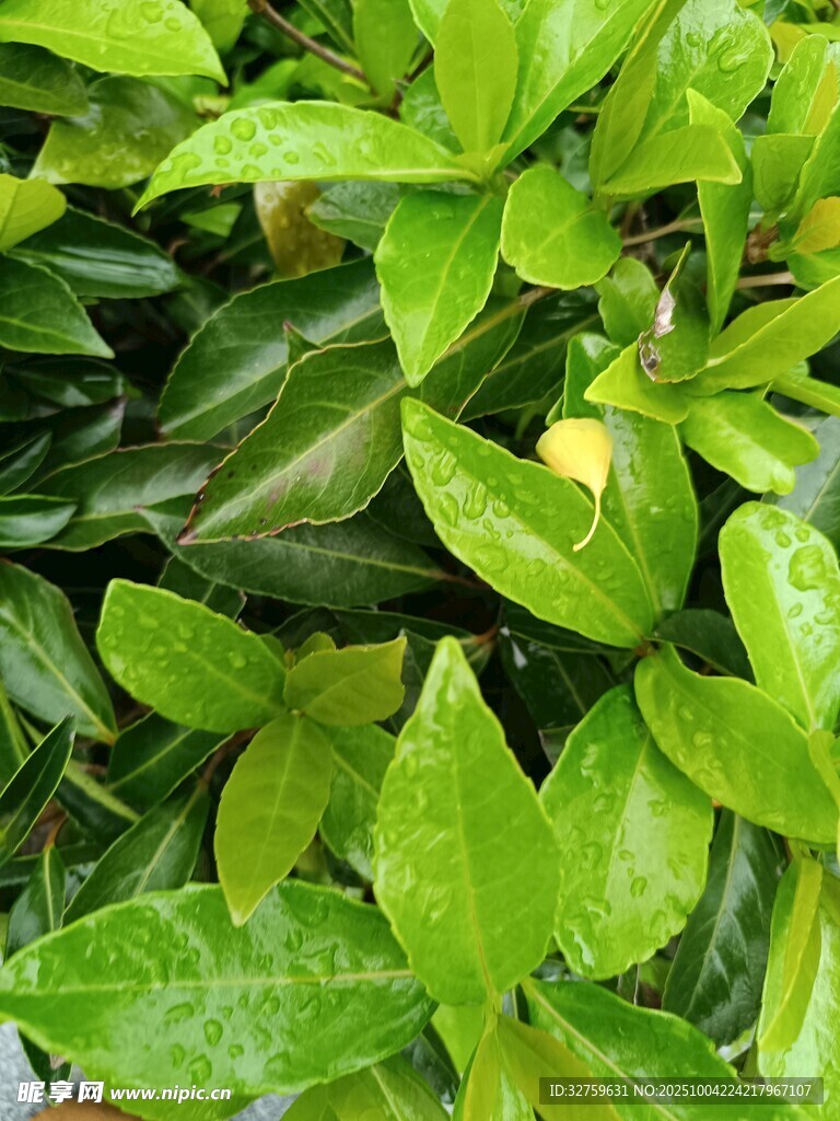 翠绿叶片间的黄色果实