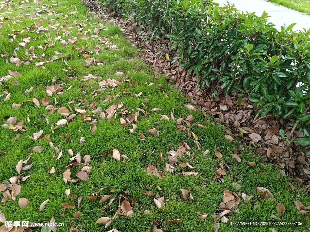 草地旁的整齐绿篱