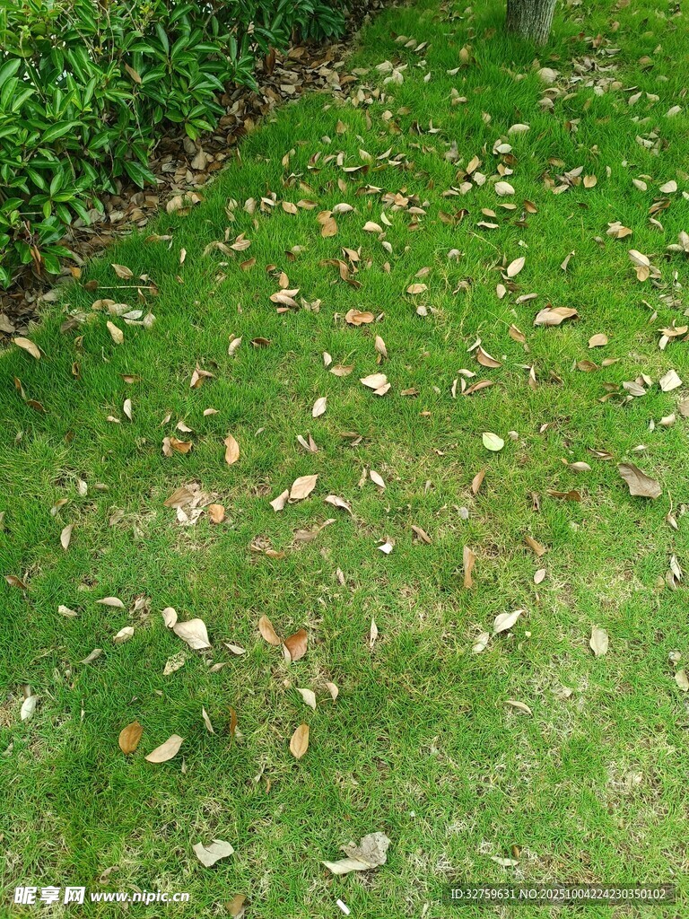 草地上散落的枯黄树叶