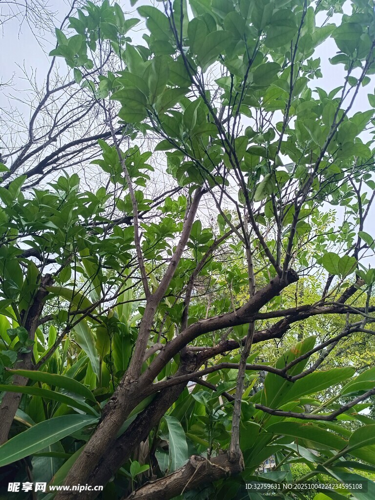 繁茂枝叶间的自然景致