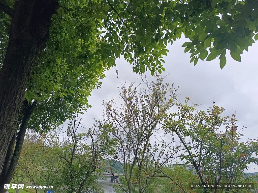绿荫下的清新户外景致