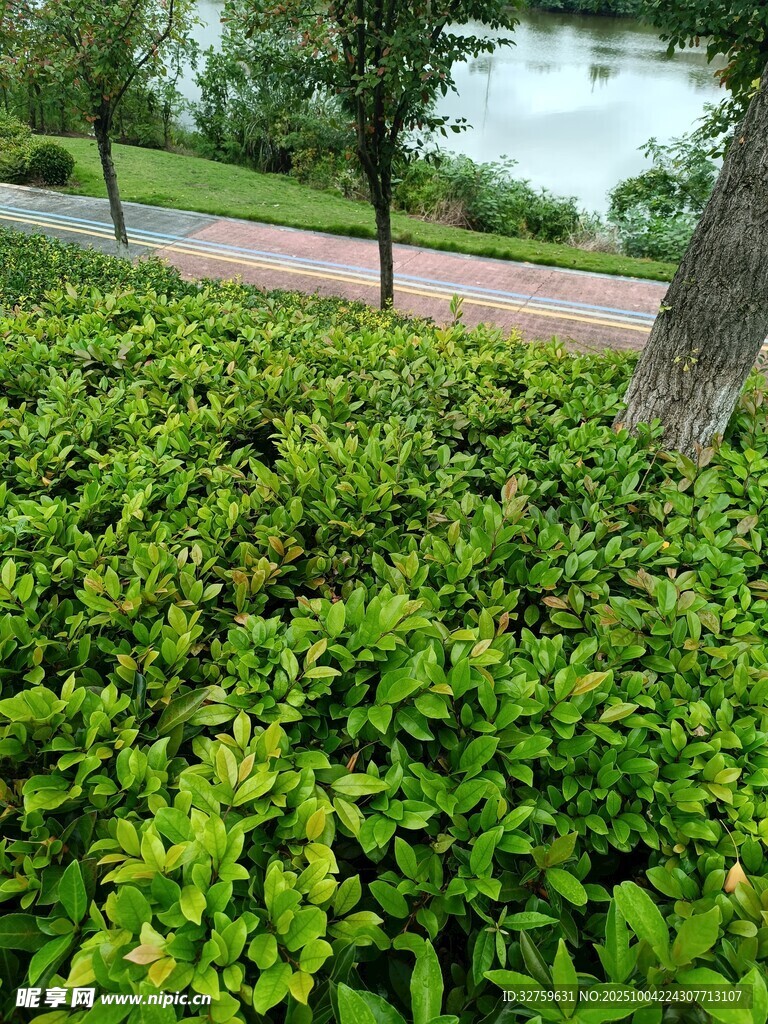 翠绿繁茂的路边灌木丛