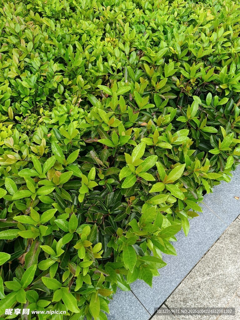 翠绿灌木植物景观一角