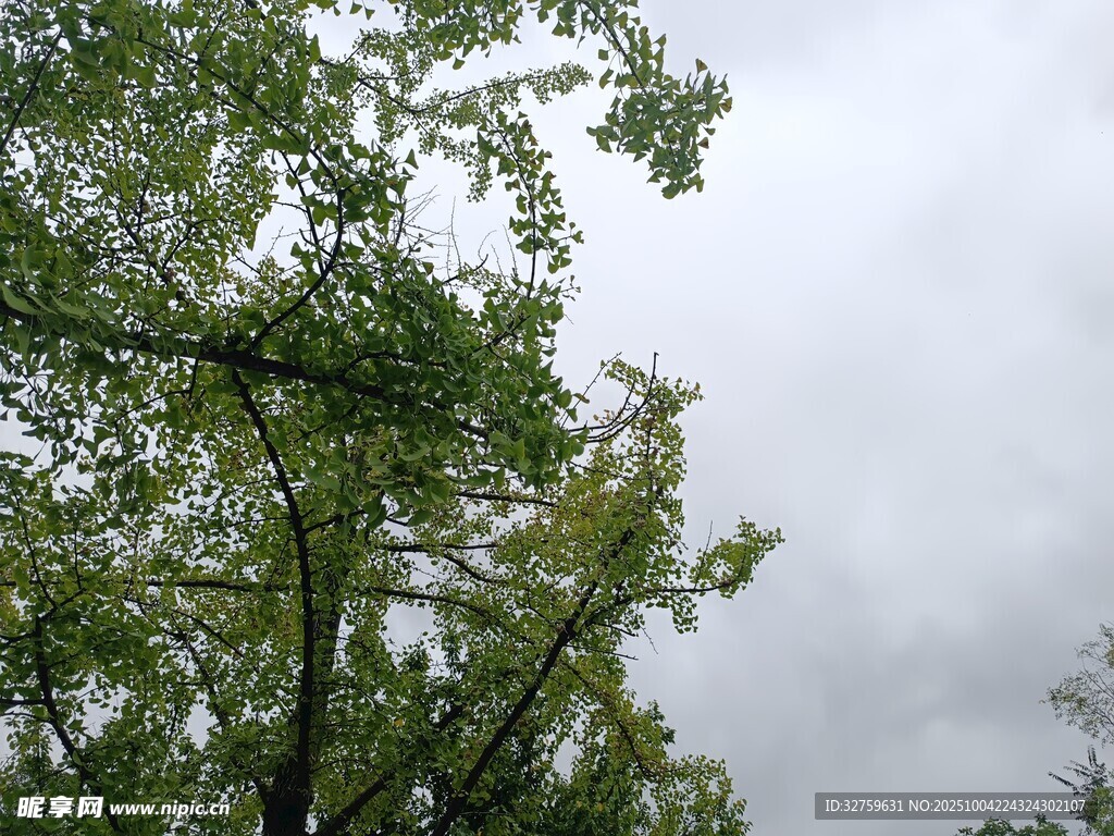 雨中枝头绿意浓