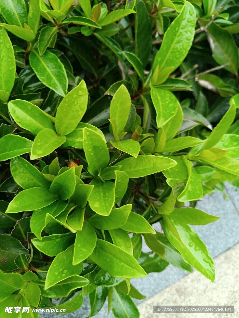 翠绿繁茂的清新绿植