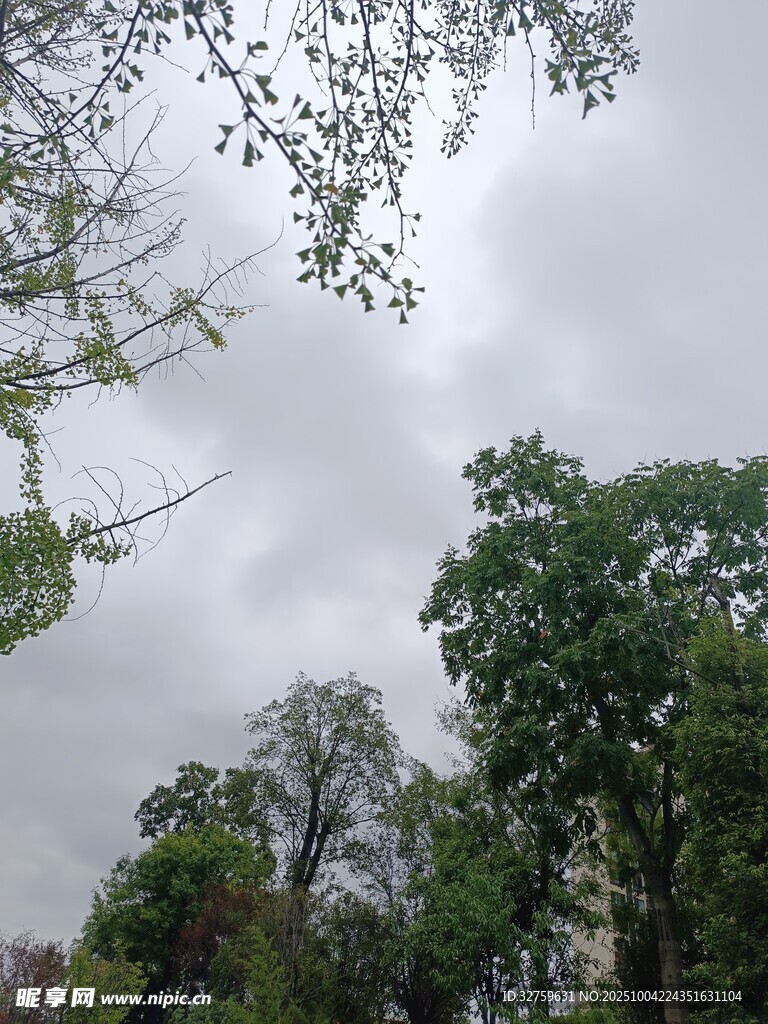 仰视绿树与阴沉天空