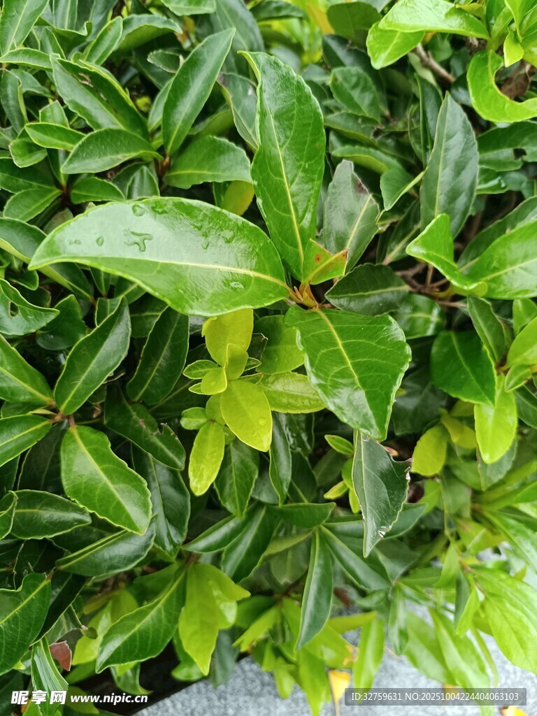 翠绿叶片植物特写