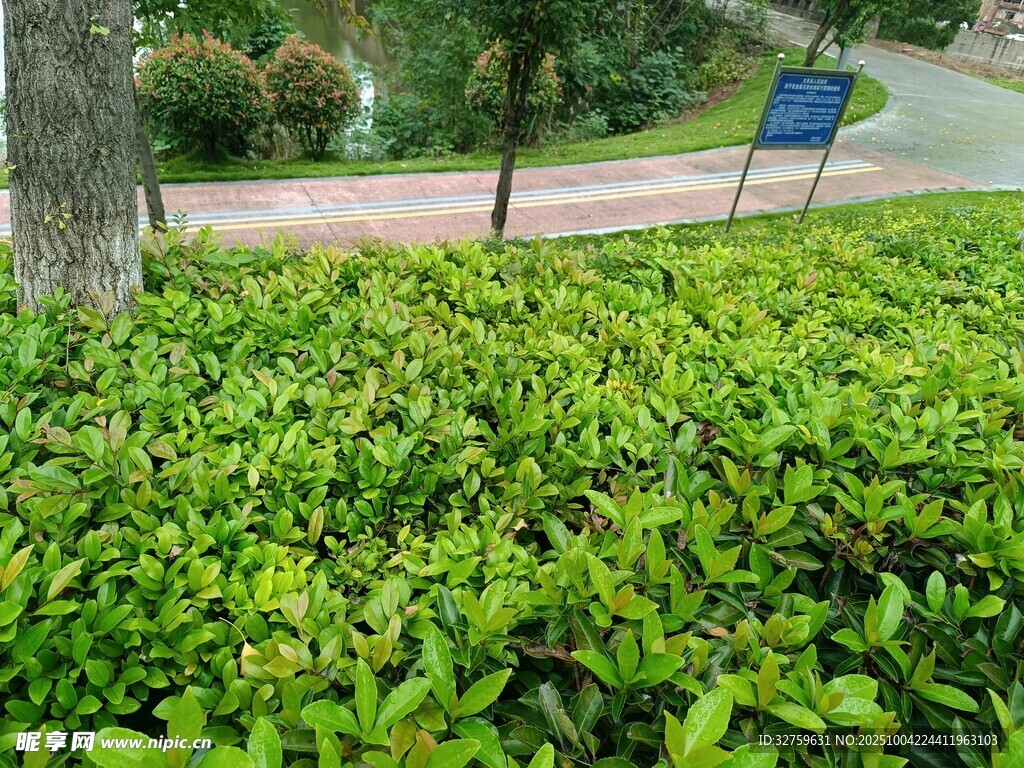 翠绿繁茂的路边灌木丛