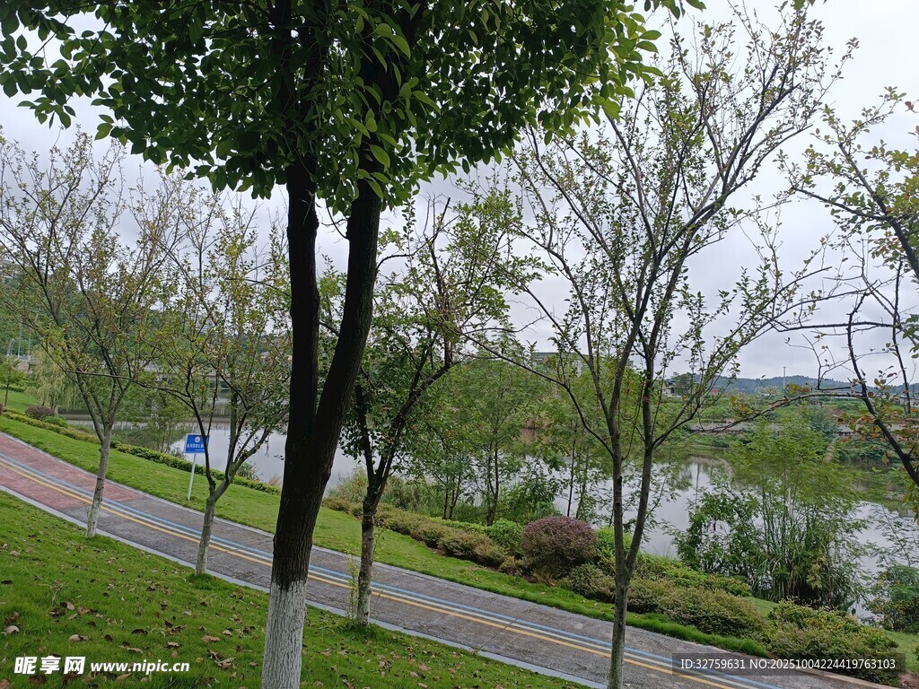 湖畔绿树成荫的宁静小路