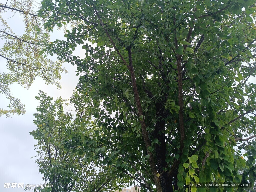 夏日繁茂绿树